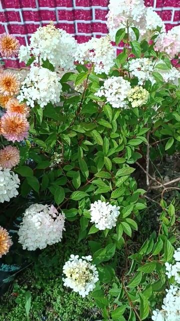 Дарите женщинам цветы🤗 #цветы #женщина #любовьксебе #? смотреть онлайн