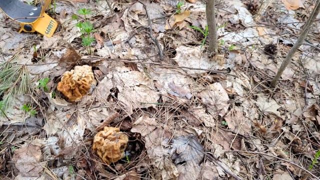 Поход с металлоискателем. Метеорит или нет?