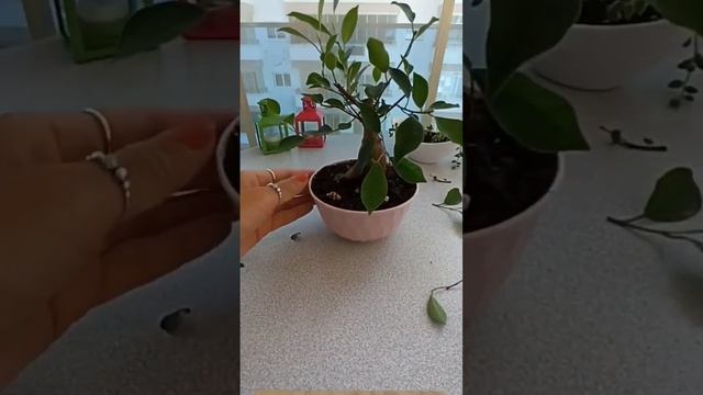 пересадка бонсай 🌱 #diy #махмутлар #бонсай