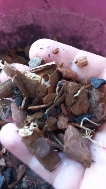 ИДЕАЛЬНЫЙ ГРАНТ ДЛЯ ОРХИДЕЙ я нашла идеаль смотреть онлайн