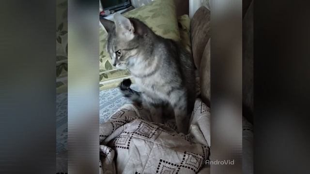 У Кошечки Барсы с хозяйкой полный консенсус смотреть онлайн