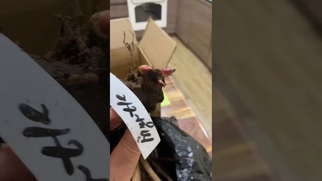 Корни пионов, 12 ноября 24г🌿🌸🌿🌺🌿🌼 смотреть онлайн