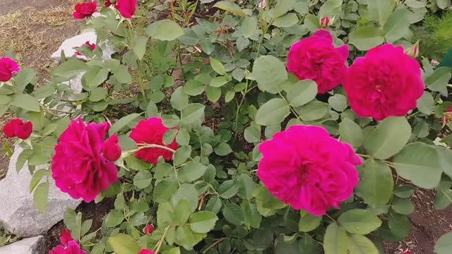 Розы в моем саду начинают цветение. Июнь 2025 . смотреть онлайн