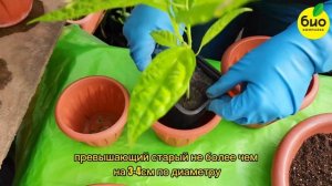 Правильная пересадка комнатных растений