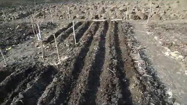 Подзимняя посадка чеснока, лука, ореха и шиповника. смотреть онлайн