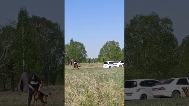 1 Оч/хор Зависть Богов ГЕРМАНИКА +0+ №28. КЧК АНГАРСК 25 мая`25 Ю.Скиба Моно немецких овчарок