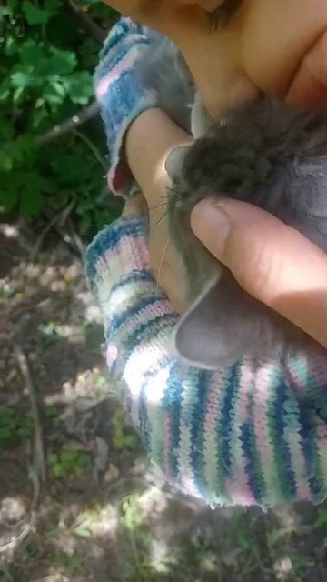 Наша кошечка Матильда #личныйблог #сад #огород #кошка #? смотреть онлайн