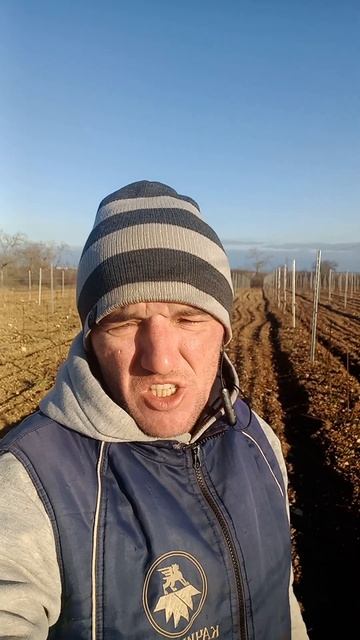 ПРИ КАКОЙ ТЕМПЕРАТУРЕ ВОЗДУХА МОЖНО ОБРЕЗАТЬ ВИНОГРА? смотреть онлайн