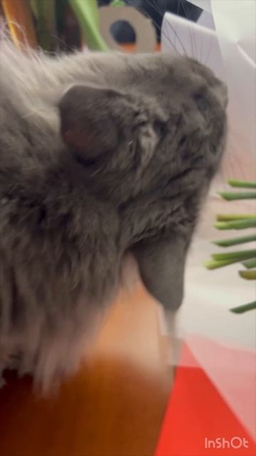 Саймон ест цветы 2 ч. смотреть онлайн