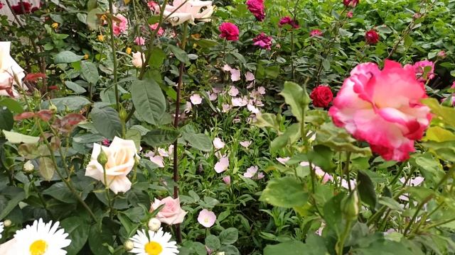 Мой розарий. Калейдоскоп красок! смотреть онлайн