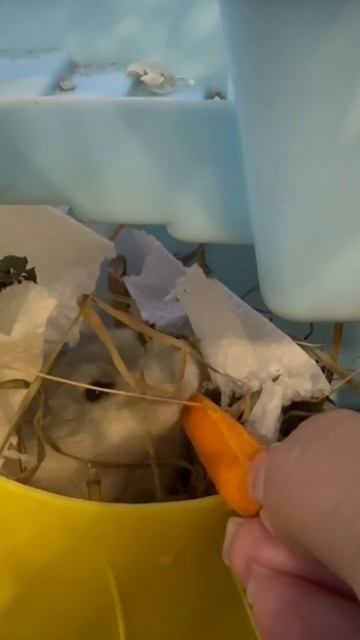 Хомяк грызет #хомяк #грызуны #pets #джунгарскийхомяк #animals #cute #hamsters #birds  морковь