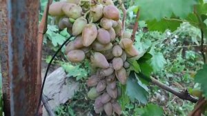 Виноград Оригинал. Обзор сорта. 2024 год