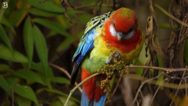 Nature Birds Sounds For Relaxing _ Most Amazing Birds of the World _ Stress Reli