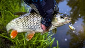 РАЗДАЧА ГОЛАВЛЯ на РЕЧКЕ-ПЕРЕПЛЮЙКЕ / РЫБАЛКА на СПИННИНГ в СТИЛЕ XUL