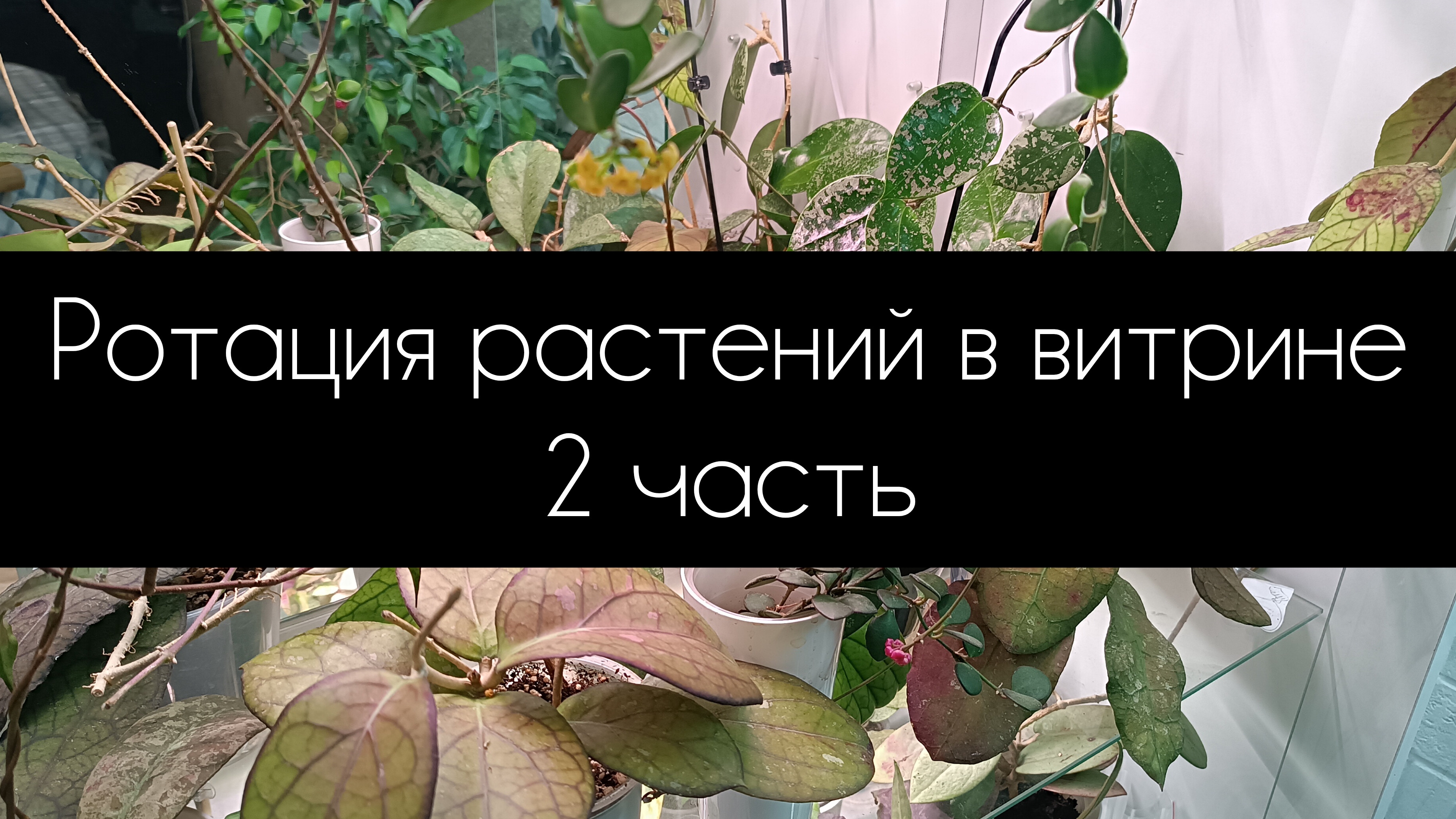 ротация растений в витрине 2 часть смотреть онлайн