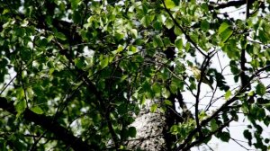 Пеночка - пересмешка птица очень мала так громко поёт ?