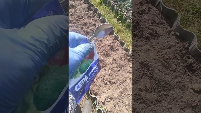 капуста без проблем