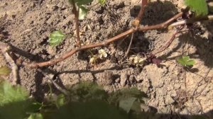 КАК БЫСТРО ВЫРАСТИТЬ РАЗВИТЫЕ КУСТЫ ВИНОГРАДА БЕЗ ОБРЕЗКИ НА ОБРАТНЫЙ "РОСТ"