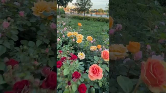 Розовый рай.🩷❤️🧡💛💚