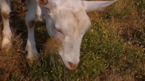 КАК ГОВОРЯТ ЖИВОТНЫЕ - Обучающий и развивающий мультф?