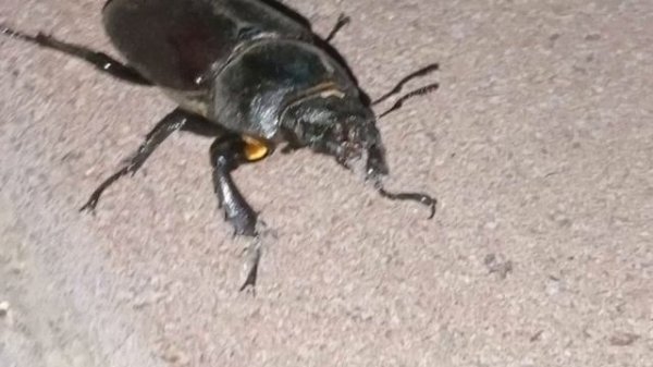 Lucanus barbarossa (лат.) — крупный европейский жук рода Lucanus из семейства рогачей. 06-06-2025