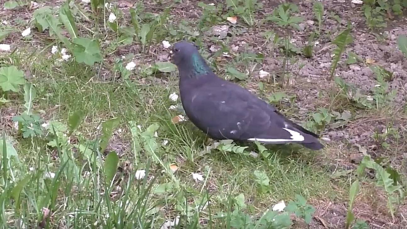 Я снова в Петербурге. О пернатом друге. 06.06.25. смотреть онлайн