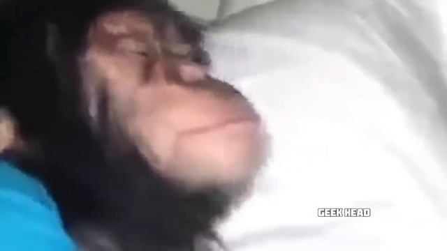 ЛОР СЮЭИ И ХАНЬИ в сокращении | Honkai: Star Rail смотреть онлайн