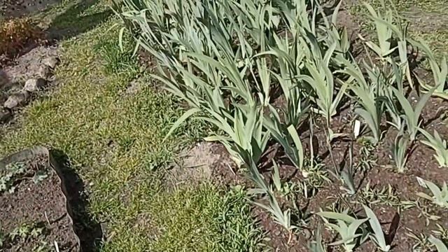 На даче всё вымерзло, девочки. Жалко своей работы. смотреть онлайн