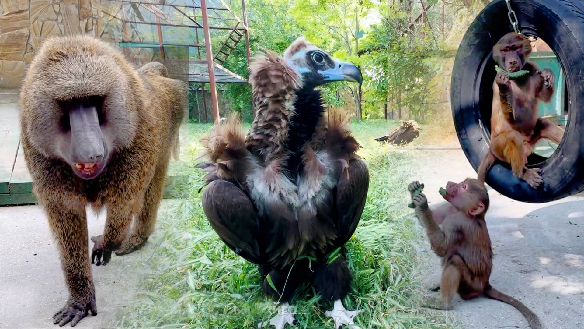 Эх, Рокки, придет зима попросишь булку! Люся - тяжело быть обезьяной Грифы устроили разборки за мясо смотреть онлайн