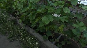 20. " Алёшенькин" зацвёл. 6 июня 2025 год.