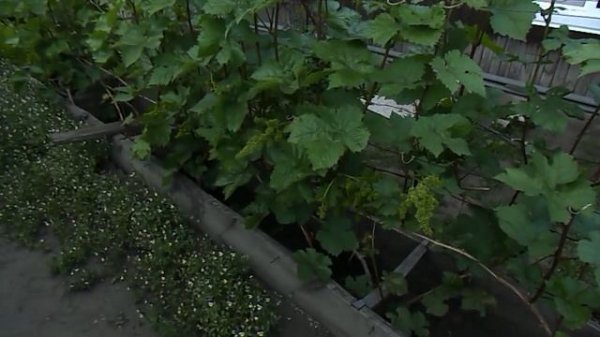 20. " Алёшенькин" зацвёл. 6 июня 2025 год.