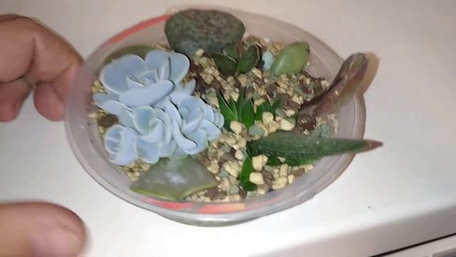 размножение суккулентов листиками #цветы #комнатныец?