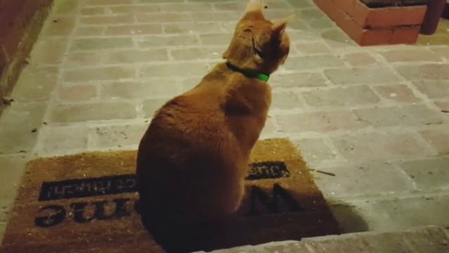 Соседский котик, сидящий на пороге квартиры, не желающ