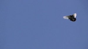 Курские голуби 6 июня 2025 г.