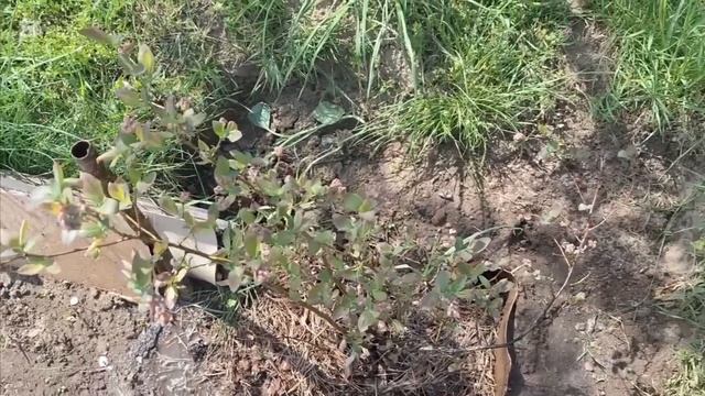 Череда заморозков губит ранние посадки в Беларуси