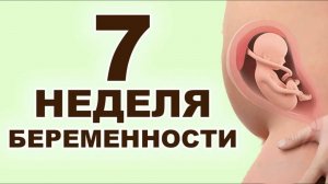 Что происходит с мамой и ребёнком на 7 неделе беременности? 2 месяц беременности. Первый триместр