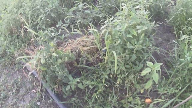 3 июля вечер прогулка по территории  жара