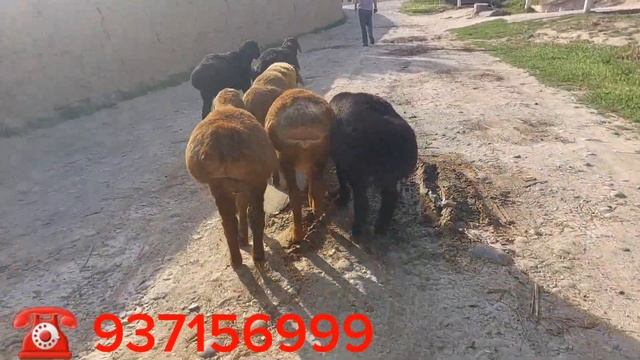 АКЦИЯ 6 САР ГУШКОР БАРОЙ ХИСОРИ ЭЛИТА ОМАД БО ДАРХОСТИ