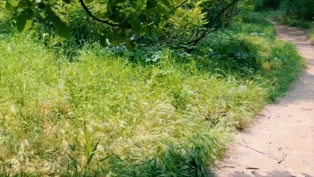 Михалычу ВЫПЛАСТАЛИ ВЕРХНИЕ ЗУБЫ! Просит СВАРИТЬ ТЮРЮ! #мамаотличника #михалыч смотреть онлайн