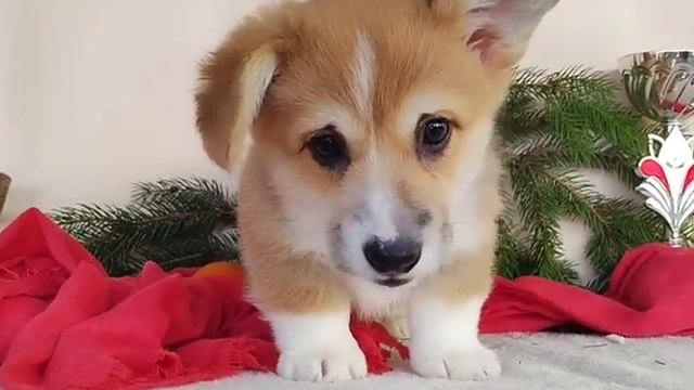 Щенки Корги Девочка РКФ Питомник 