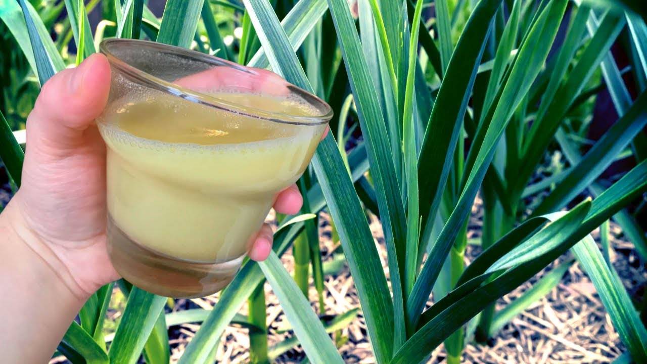 Красивый огород