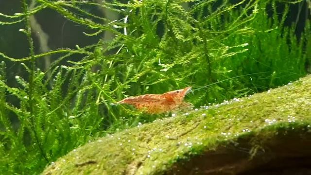 Перший мешканець - креветка вишня. The First Inhabitant Was A Cherry Sh