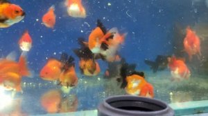 Чем кормить золотых рыбок, чтобы получить хороший рез?