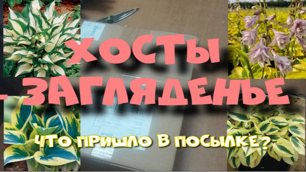 ХОСТЫ - ШИКАРНЫЕ СОРТА! РАСПАКОВКА. смотреть онлайн