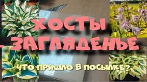 ХОСТЫ - ШИКАРНЫЕ СОРТА!  РАСПАКОВКА.