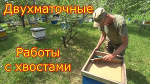 ДВУХМАТОЧНЫЕ, начало! РАБОТЫ с ХВОСТАМИ! Первые плодные матки