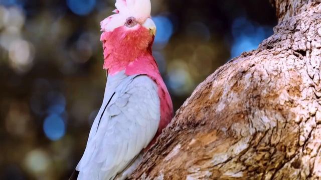 AMAZING PARROTS _ BEAUTIFUL BIRDS _ BIRDS SOUNDS FOR RELAXING _ STUNNING NATURE смотреть онлайн