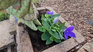 Платикодон,или Ширококолокольчик.Уход,посадка,содерж