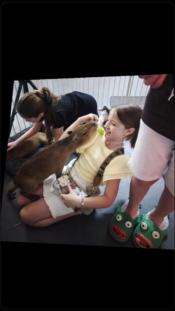 капибара 🧡🧡🧡