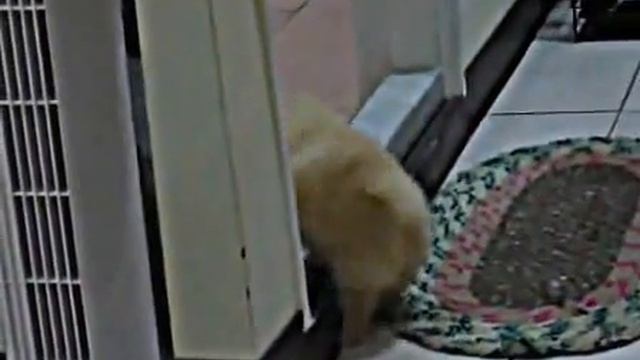 Dog Try To Climb Over A Threshold / Собака пытается перелезть через п?